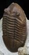 Prone Asaphus Lepidurus Trilobite - Russia #31308-4